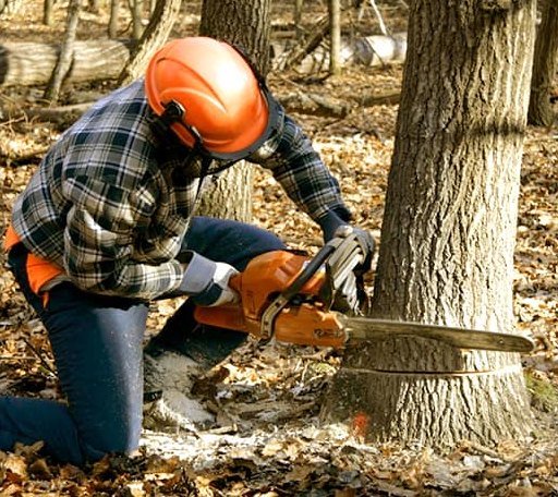 Tree Removal in Covington, MI